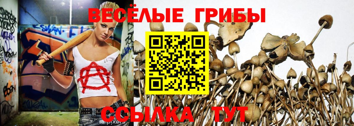 где продают наркотики  Галлюциногенные грибы Magic Shrooms  Вход с VPN  Псилоцибиновые грибы MAGIC MUSHROOMS  Ржев 
